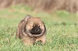 CHOW CHOW 306